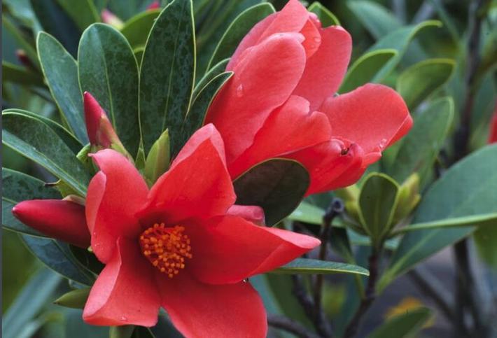 山茶花什么時(shí)候開(kāi)花（山茶花的開(kāi)花時(shí)間和周期）