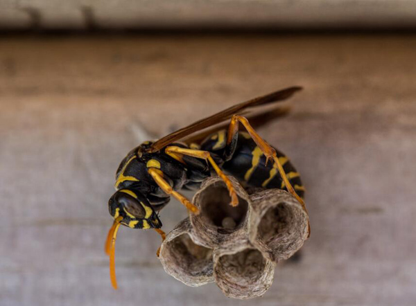 馬蜂的毒性有多大（馬蜂的毒性對身體有什么害處）