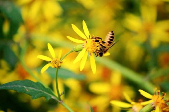 【蜜蜂知識】雄蜂卵和工蜂卵的區別? 雄蜂卵和工蜂卵的區別?