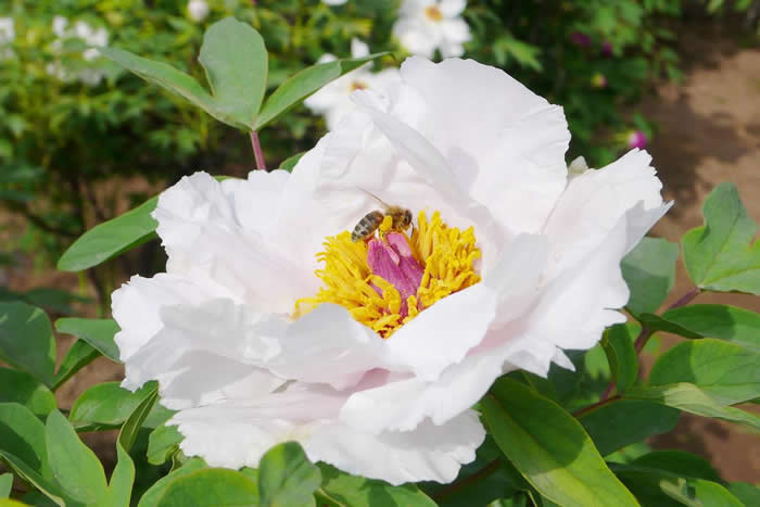 【蜜蜂知識】雄蜂卵和工蜂卵的區別? 雄蜂卵和工蜂卵的區別?