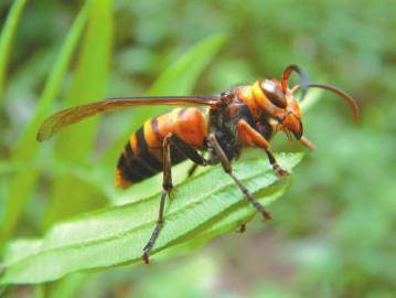 胡蜂離人多遠會蟄人(人離胡蜂巢多遠會受到攻擊) 胡蜂離人多遠會蟄人(人離胡蜂巢多遠會受到攻擊)
