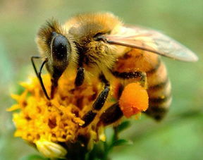 松丹一號蜜蜂盜性強(qiáng)嗎(養(yǎng)蜂人說蜜蜂盜性強(qiáng)是天生的嗎) 松丹一號蜜蜂盜性強(qiáng)嗎(養(yǎng)蜂人說蜜蜂盜性強(qiáng)是天生的嗎)