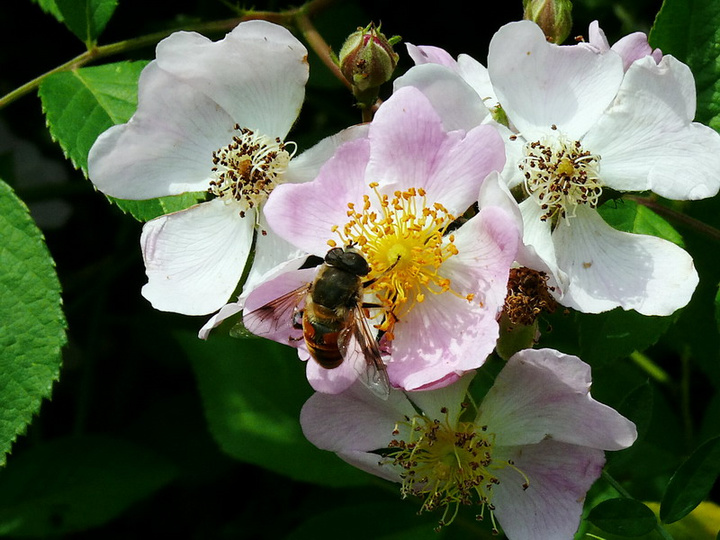 【蜜蜂知識(shí)】蜜蜂為什么正在逐漸消失？