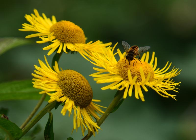 菊花是不是蜜源植物(對菊花蜜源的認識) 菊花是不是蜜源植物(對菊花蜜源的認識)