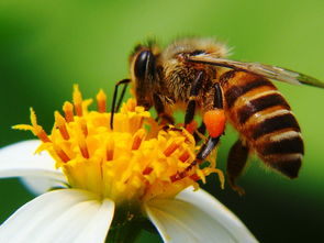 菊花是不是蜜源植物(對菊花蜜源的認識) 菊花是不是蜜源植物(對菊花蜜源的認識)