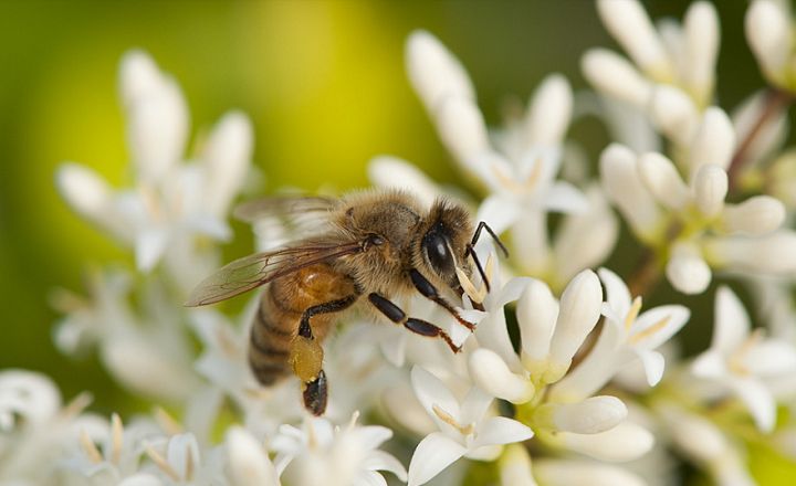 在小區養蜂是合法的嗎(城市養蜂違反哪條法律) 在小區養蜂是合法的嗎(城市養蜂違反哪條法律)