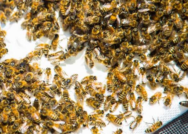 安蜂蜂王優缺點 安蜂蜂王優缺點