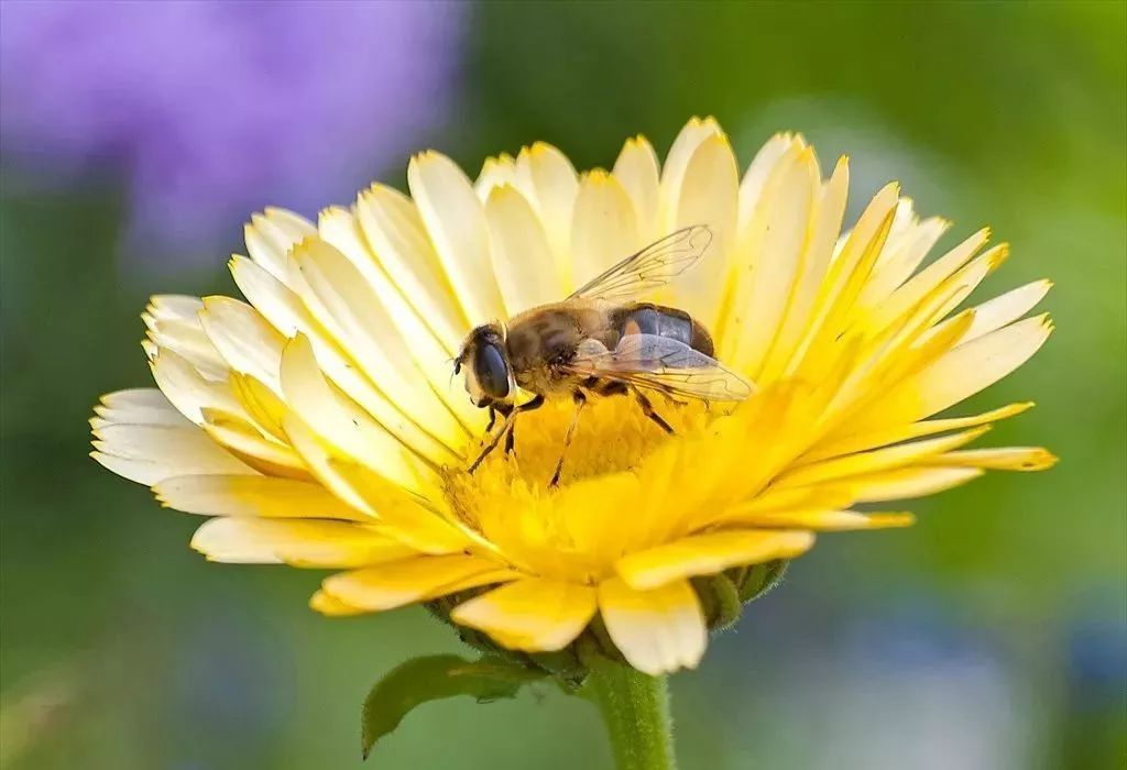 蜜蜂吃白糖會(huì)產(chǎn)蜂蜜嗎(用白糖喂的蜜蜂產(chǎn)出的蜂蜜好嗎) 蜜蜂吃白糖會(huì)產(chǎn)蜂蜜嗎(用白糖喂的蜜蜂產(chǎn)出的蜂蜜好嗎)