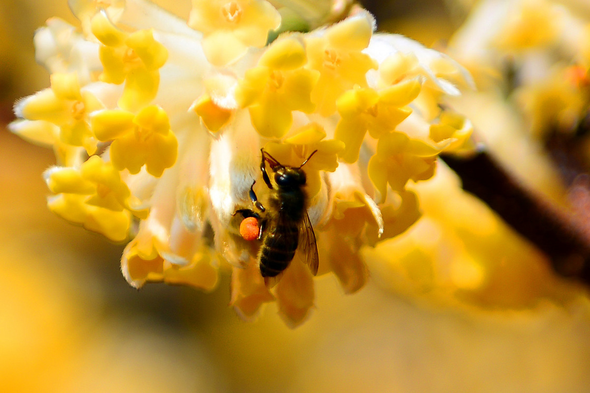 蜜蜂吃白糖會(huì)產(chǎn)蜂蜜嗎(用白糖喂的蜜蜂產(chǎn)出的蜂蜜好嗎) 蜜蜂吃白糖會(huì)產(chǎn)蜂蜜嗎(用白糖喂的蜜蜂產(chǎn)出的蜂蜜好嗎)