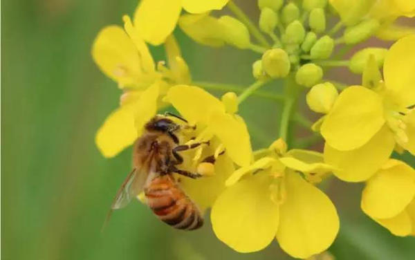 蜜蜂吃白糖會(huì)產(chǎn)蜂蜜嗎(用白糖喂的蜜蜂產(chǎn)出的蜂蜜好嗎) 蜜蜂吃白糖會(huì)產(chǎn)蜂蜜嗎(用白糖喂的蜜蜂產(chǎn)出的蜂蜜好嗎)