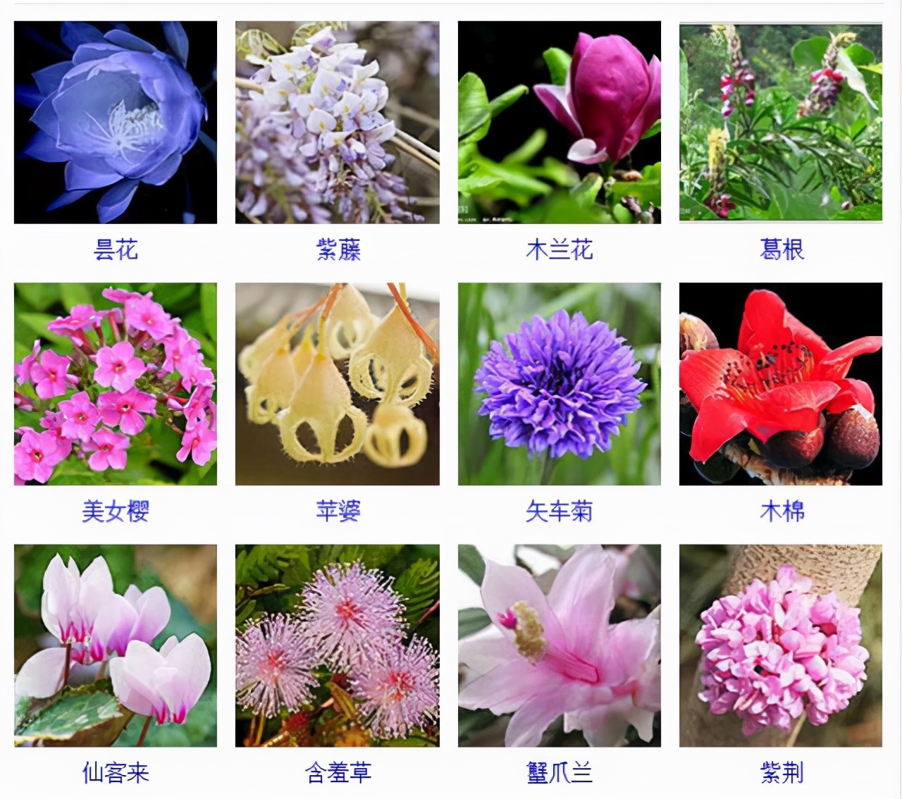 植物品種名稱大全（最常見的800種景觀觀花植物，附植物習性種植）
