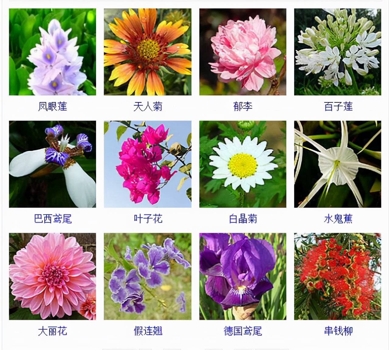 植物品種名稱大全（最常見的800種景觀觀花植物，附植物習性種植）