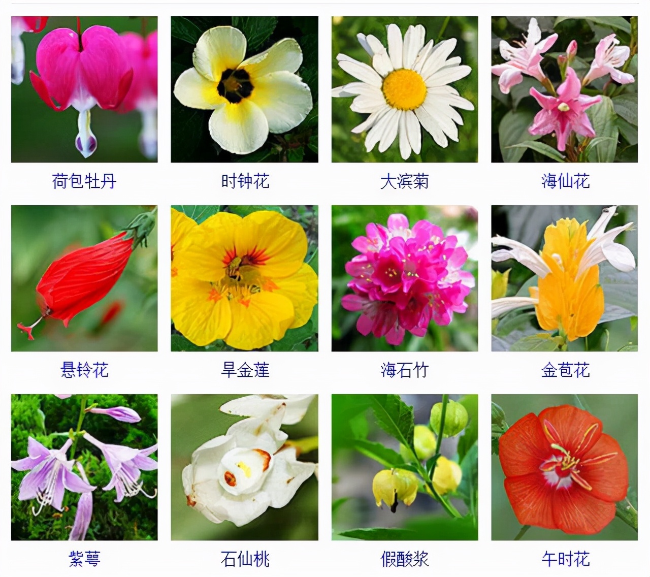 植物品種名稱大全（最常見的800種景觀觀花植物，附植物習性種植）