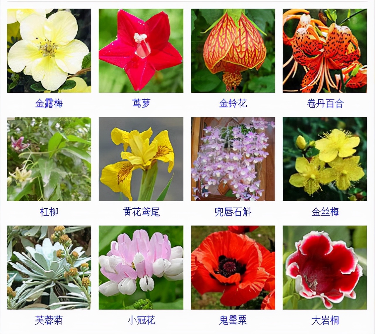植物品種名稱大全（最常見的800種景觀觀花植物，附植物習性種植）