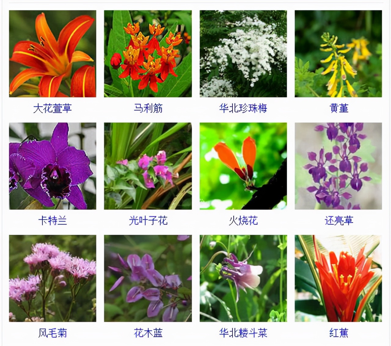 植物品種名稱大全（最常見的800種景觀觀花植物，附植物習性種植）