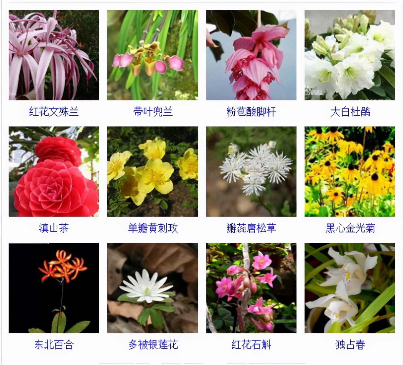 植物品種名稱大全（最常見的800種景觀觀花植物，附植物習性種植）