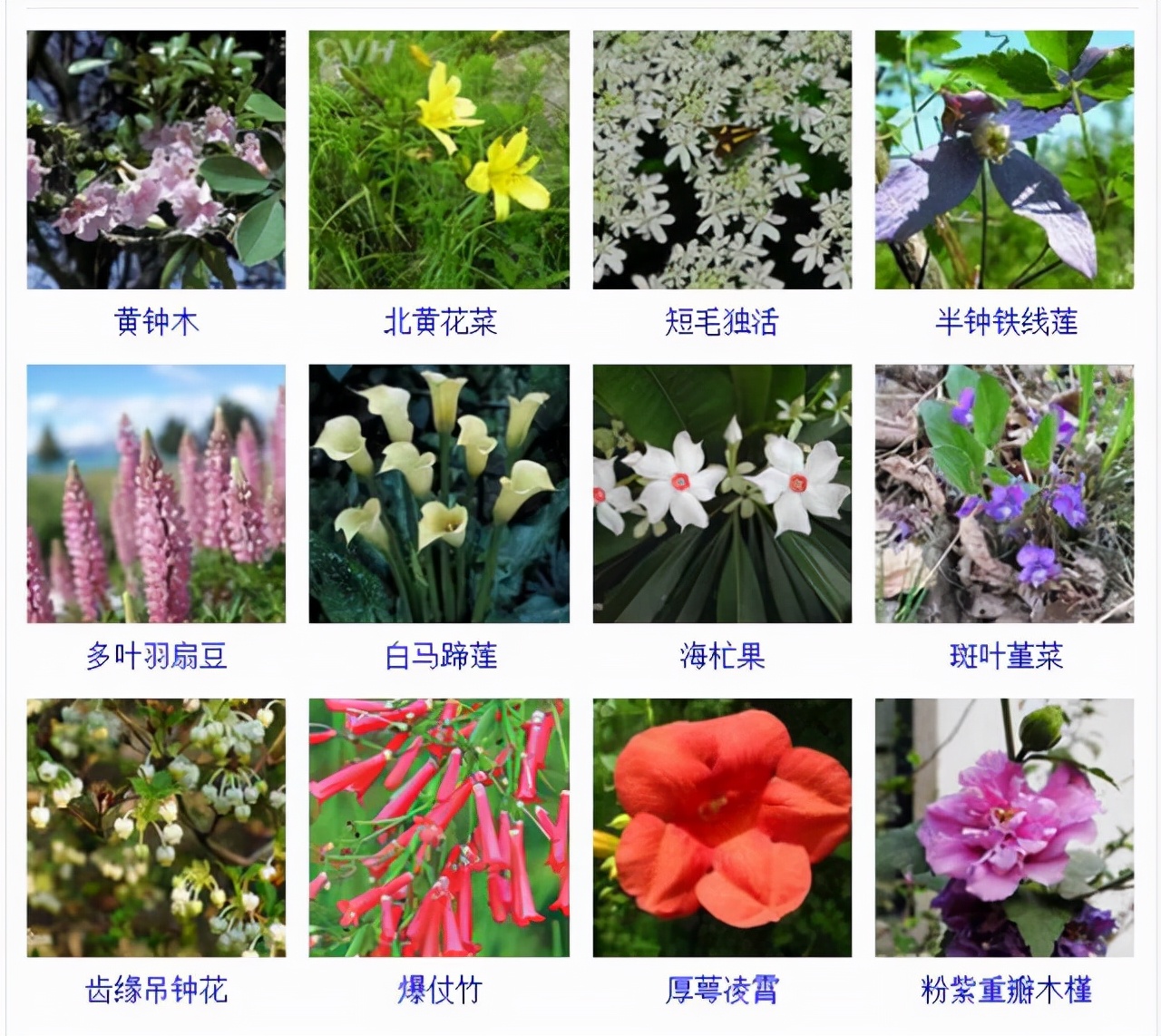植物品種名稱大全（最常見的800種景觀觀花植物，附植物習性種植）