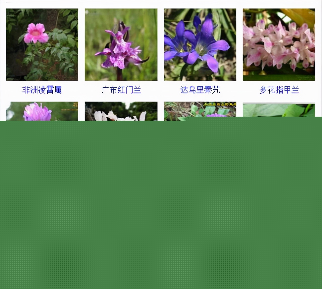 植物品種名稱大全（最常見的800種景觀觀花植物，附植物習性種植）