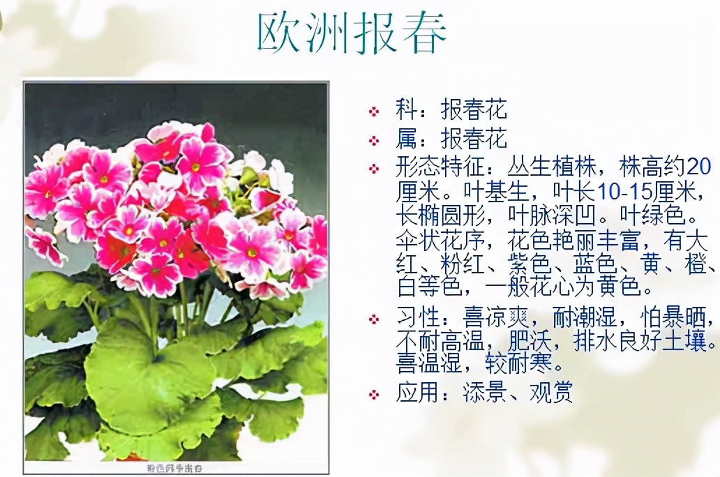 植物品種名稱大全（最常見的800種景觀觀花植物，附植物習性種植）