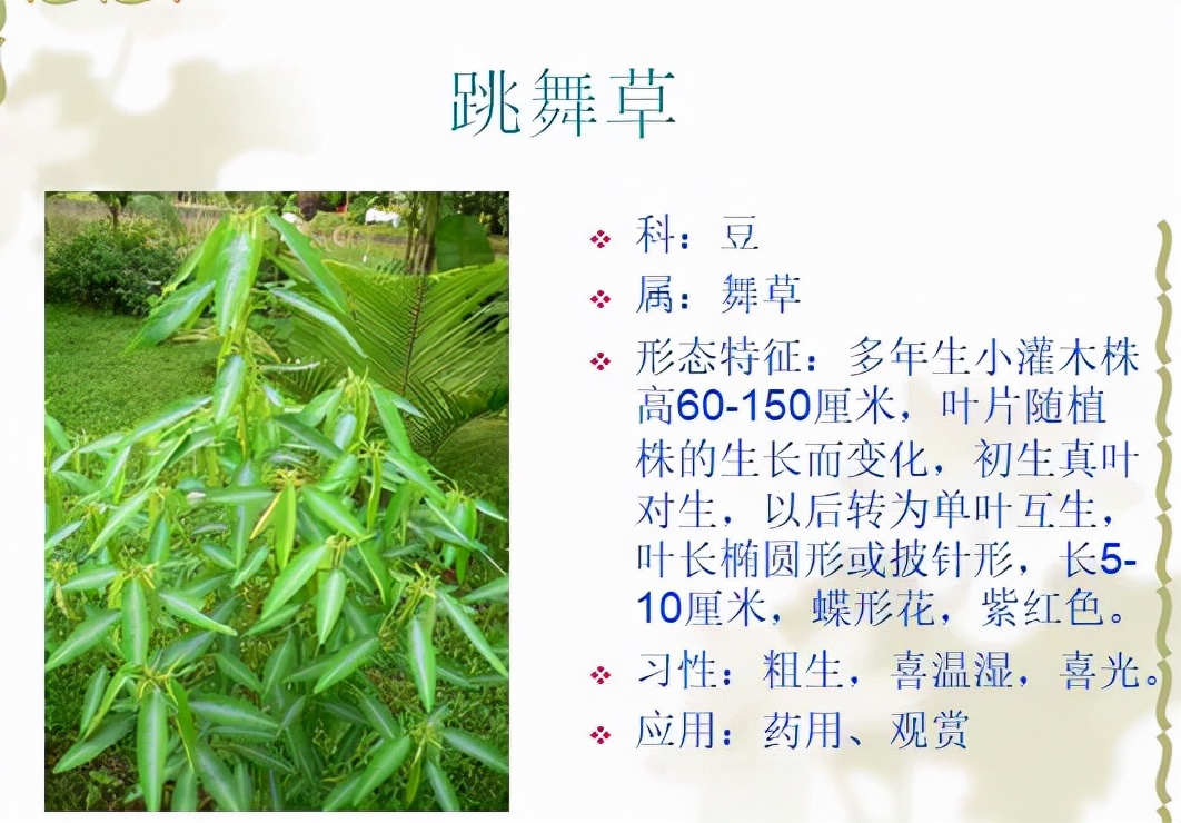 植物品種名稱大全（最常見的800種景觀觀花植物，附植物習性種植）