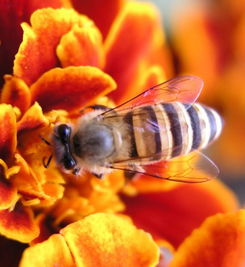 松丹一號(hào)一代雜交蜂王留種用如何（淺談蜂王在蜜蜂疾病防治中作用）