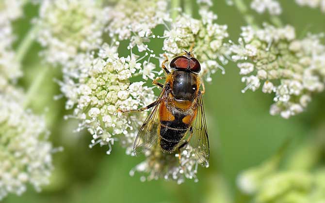 什么是新疆黑蜂( 新疆黑蜂有什么特點) 什么是新疆黑蜂( 新疆黑蜂有什么特點)