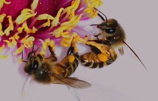 松丹一號(hào)蜂王在海南適應(yīng)嗎（松丹一號(hào)飼養(yǎng)管理）