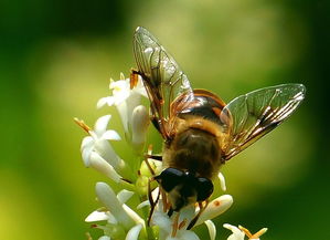 松丹一號(hào)蜂王在海南適應(yīng)嗎（松丹一號(hào)飼養(yǎng)管理）