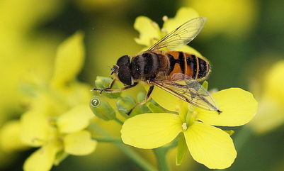 松丹一號(hào)蜂王在海南適應(yīng)嗎（松丹一號(hào)飼養(yǎng)管理）