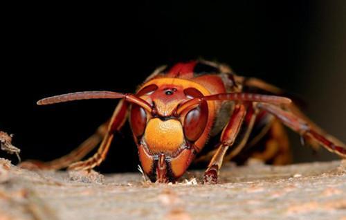 牛角蜂蟄了會不會死人（被牛角蜂蟄了的危險(xiǎn)嚴(yán)重程度）