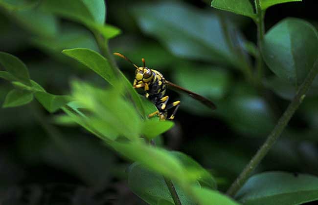 牛角蜂蟄了會不會死人（被牛角蜂蟄了的危險(xiǎn)嚴(yán)重程度）
