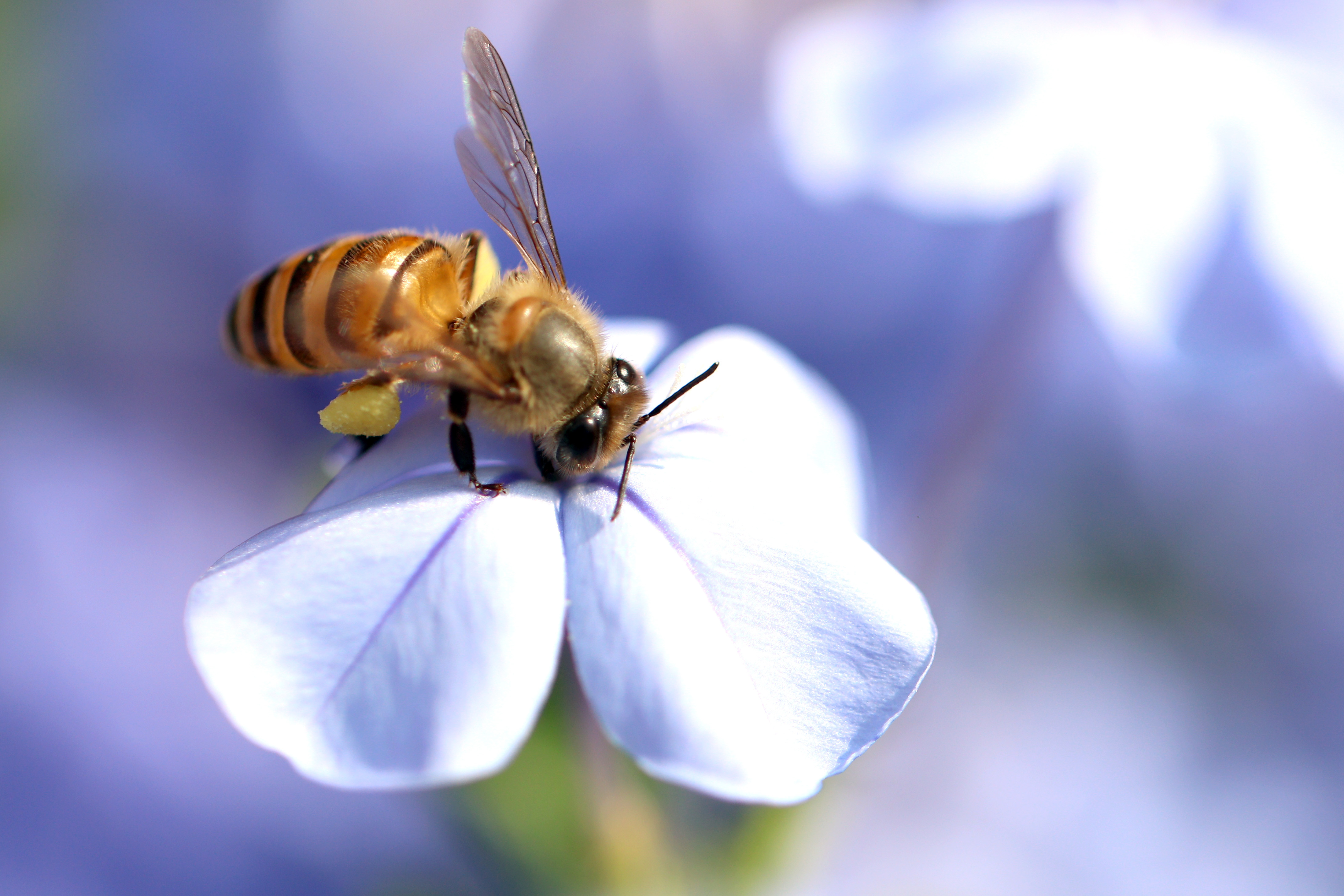 工蜂能變成蜂王嗎(蜜蜂怎么變成蜂王) 工蜂能變成蜂王嗎(蜜蜂怎么變成蜂王)