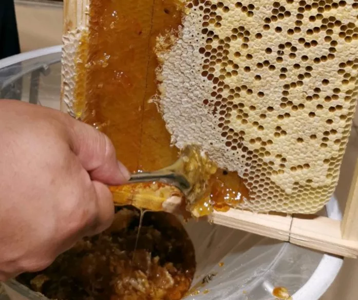 取蜜的注意事項(xiàng)(刮脾取蜜的注意事項(xiàng)) 取蜜的注意事項(xiàng)(刮脾取蜜的注意事項(xiàng))