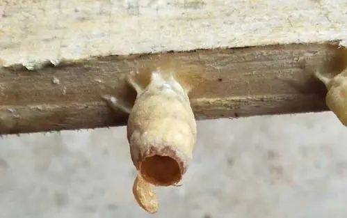 王臺基里面的幼蟲是工蜂喂食嗎(工蜂產(chǎn)的王臺有用嗎) 王臺基里面的幼蟲是工蜂喂食嗎(工蜂產(chǎn)的王臺有用嗎)