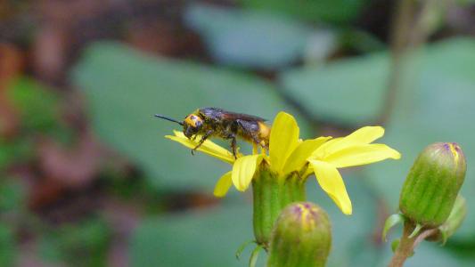 中國(guó)大虎頭蜂有蜂蜜嗎(中國(guó)大虎頭蜂產(chǎn)蜜嗎) 中國(guó)大虎頭蜂有蜂蜜嗎(中國(guó)大虎頭蜂產(chǎn)蜜嗎)