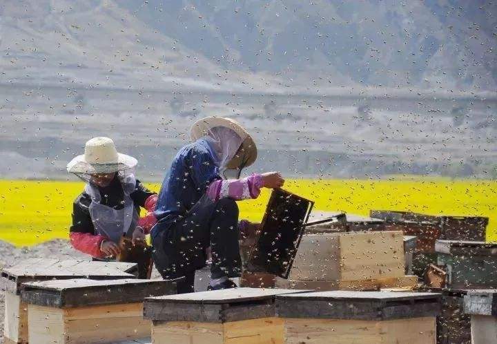 【蜜蜂養殖】養蜂初學者要注意弱群越冬的管理 養蜂初學者要注意弱群越冬的管理