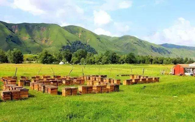【蜜蜂養殖】養蜂初學者要注意弱群越冬的管理 養蜂初學者要注意弱群越冬的管理