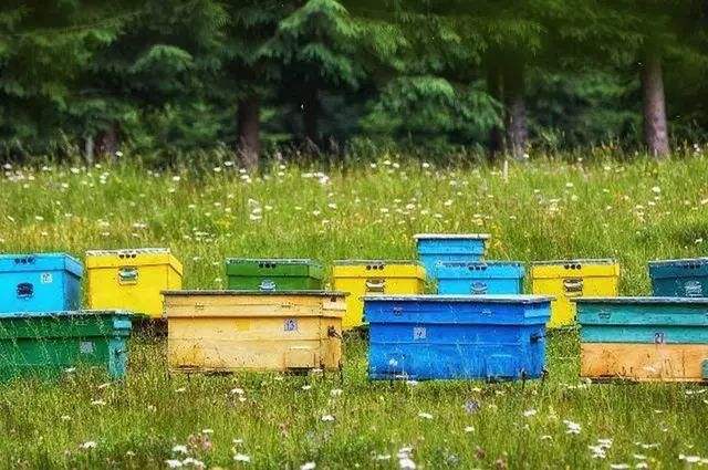 【蜜蜂養殖】養蜂初學者要注意弱群越冬的管理 養蜂初學者要注意弱群越冬的管理