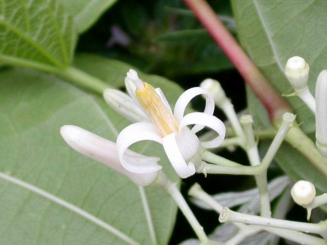 南方蜜源植物產(chǎn)蜜量排行榜(細(xì)數(shù)南方的蜜源植物有哪些)