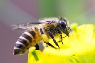 在阿壩州中蜂主要有哪些(阿壩中蜂品種形成) 在阿壩州中蜂主要有哪些(阿壩中蜂品種形成)