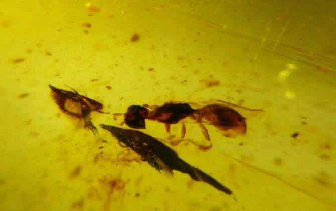 先有人類還是蜜蜂 先有人類還是蜜蜂