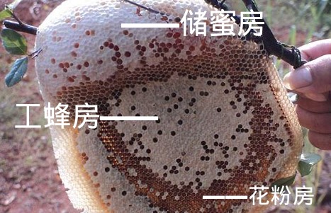 野生的蜜蜂窩長什么樣子 野生的蜜蜂窩長什么樣子