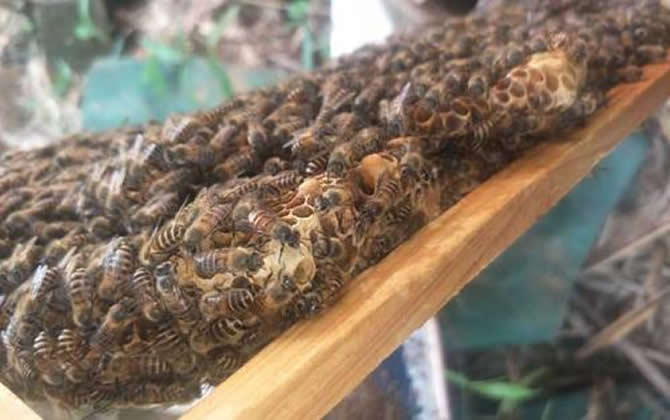 什么是分蜂 什么是分蜂