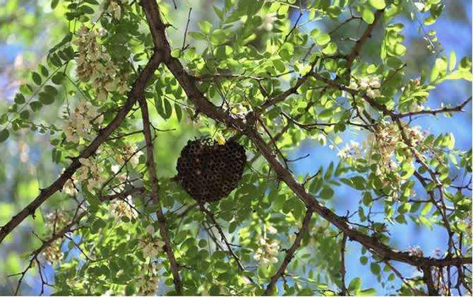 什么是分蜂 什么是分蜂