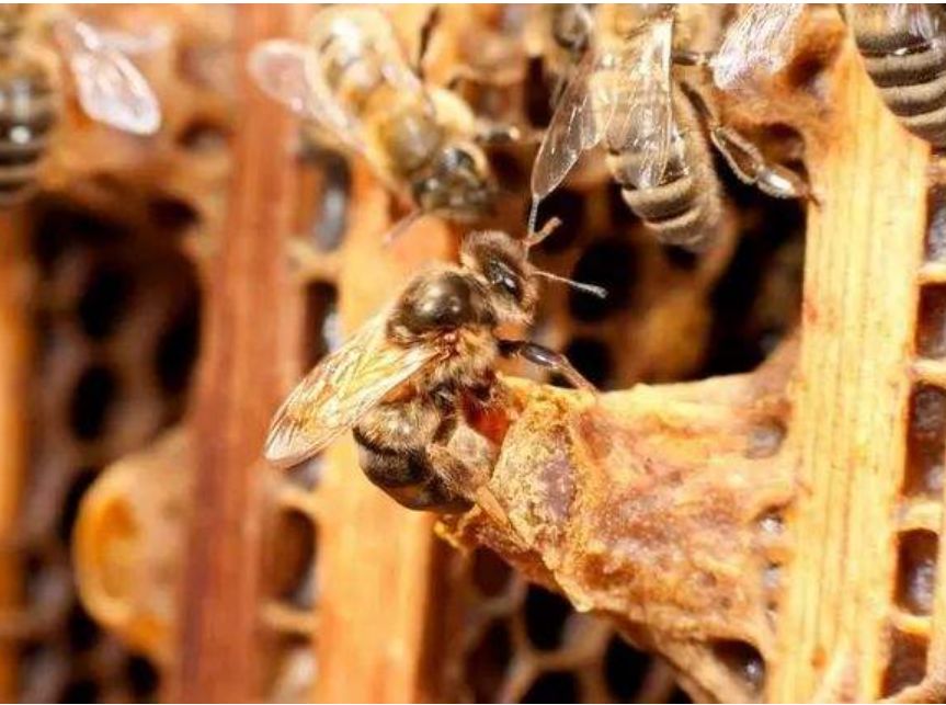 急造王臺(tái)幾天能出蜂王幾天產(chǎn)卵(新蜂王從出王臺(tái)到產(chǎn)卵需要多少天) 急造王臺(tái)幾天能出蜂王幾天產(chǎn)卵(新蜂王從出王臺(tái)到產(chǎn)卵需要多少天)