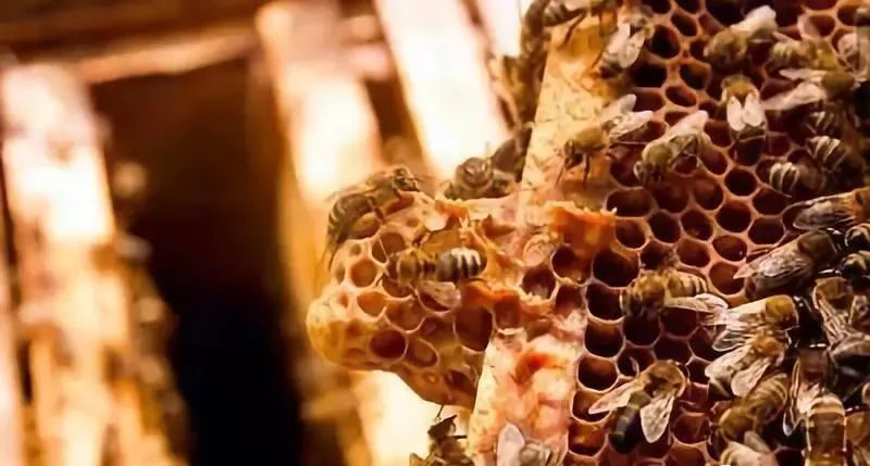 急造王臺(tái)幾天能出蜂王幾天產(chǎn)卵(新蜂王從出王臺(tái)到產(chǎn)卵需要多少天) 急造王臺(tái)幾天能出蜂王幾天產(chǎn)卵(新蜂王從出王臺(tái)到產(chǎn)卵需要多少天)