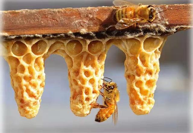 急造王臺(tái)幾天能出蜂王幾天產(chǎn)卵(新蜂王從出王臺(tái)到產(chǎn)卵需要多少天) 急造王臺(tái)幾天能出蜂王幾天產(chǎn)卵(新蜂王從出王臺(tái)到產(chǎn)卵需要多少天)