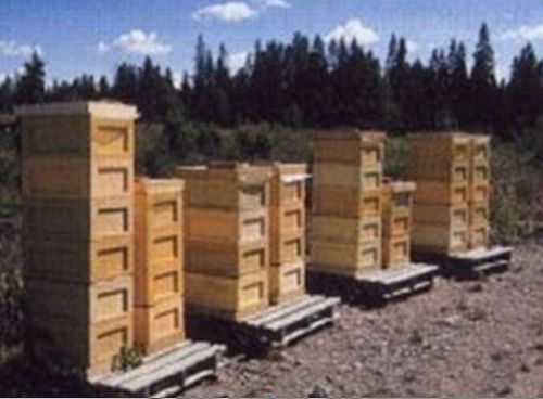 養蜂王的地址怎么選擇(蜜蜂人工育王的時間) 養蜂王的地址怎么選擇(蜜蜂人工育王的時間)