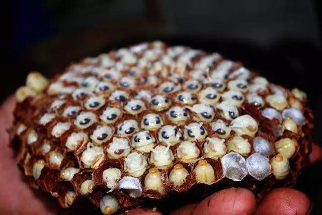 什么是蜂蛹病(蜂蛹病怎么治療) 什么是蜂蛹病(蜂蛹病怎么治療)