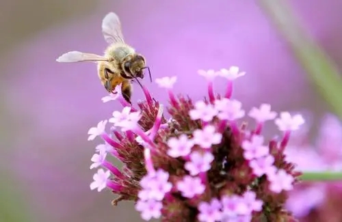處女王交尾成功身體會(huì)變大嗎